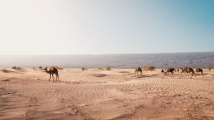 beautifull view of camel safari goats on road