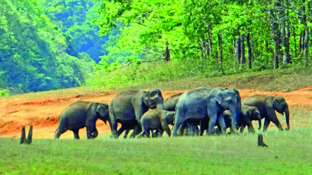 Periyar National Park